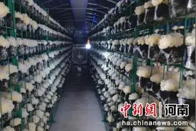 周口川汇区：食用菌种植撑起“致富伞”图片