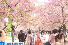 “樱花经济”持续火热！这里推出空中赏樱专线→图片