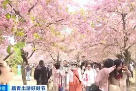 “樱花经济”持续火热！这里推出空中赏樱专线→图片