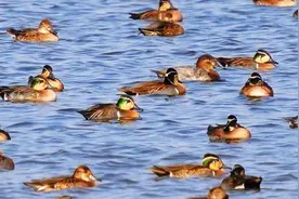 生态环境好 南京绿水湾数万野鸭聚集图片