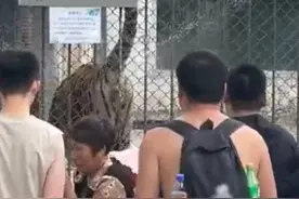 公园东北虎往游客身上滋尿，园方：不是对游客挑逗的报复，习惯而已，拍照离它远点图片