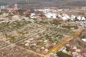 “赏花热”掀起旅游热潮 “春花经济”为城乡消费注入新动能图片