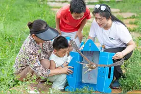八只坠巢红隼雏幼鸟康复回归野外图片