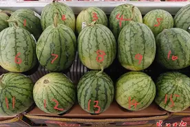 AI挑西瓜靠谱吗？记者实测图片