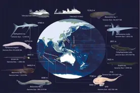 我国科研团队构建深海鱼类“生命进化树”  揭示脊椎动物征服深渊历程图片