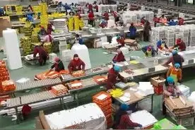 陕西眉县：冬季猕猴桃热销海外图片