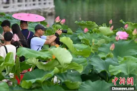 昆明大观公园夏荷初放引客来图片