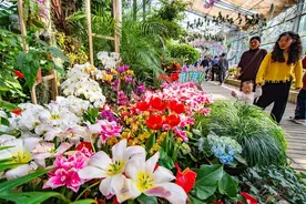 武汉植物园百花齐放年味浓图片