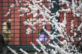 北京迎来春雪（16）图片