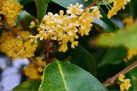 被李清照称为“花中第一流”的桂花，竟有这么多食用好处……图片
