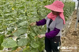 用上物联网大棚果飘香 长乐鹤上黄瓜丰收图片