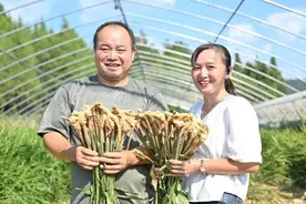 湖北来凤：凤头姜喜丰收 综合产值达3.5亿元图片
