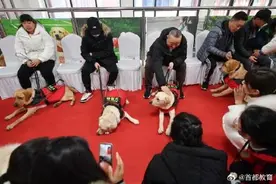 北京市导盲犬培训基地成立图片
