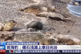 平时慢悠悠水里“干饭”嗖嗖嗖 呆萌斑海豹又到辽东湾图片