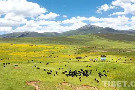 夏季转场陆续开始 甘孜白玉牧民踏上“最美转场路”图片