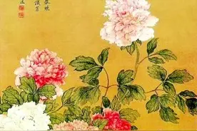牡丹的花与皮图片