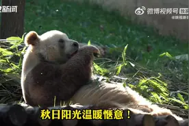 下午茶时间到！七仔惬意干饭下一秒就快要睡着图片