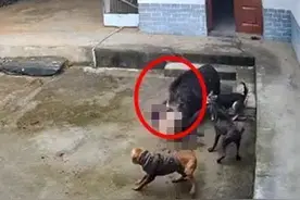 突发！野猪闯入民宅疯狂撕咬老人致死，三条狗也拦不住，最新消息→图片