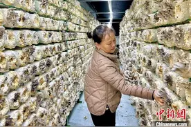 （乡村行·看振兴）江西安义持续推进秸秆“变废为宝” 富民增收有新招图片