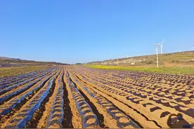 泸西：田间地头忙冬种 绘就来年好“丰景”图片