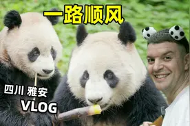 大熊猫云川和鑫宝赴美，英国小哥去四川雅安送别图片