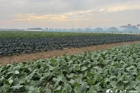 签约101.18亿元 湖北天门加快提升“华中蔬菜集散基地”影响力图片