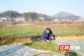桃江：山沟沟里的猫爪草成了村集体经济的致富“密码”图片