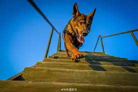 汪汪队出击！武警战士和毛茸茸战友的默契值满分！图片