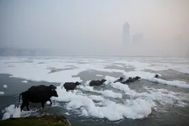 （外代一线）印度：被污染的亚穆纳河图片
