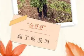 “金豆豆”到了收获时图片