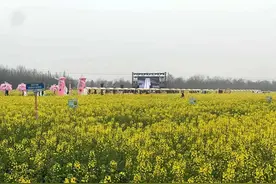 成都双流油菜花音乐周开幕 满园春色等你来图片
