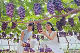 宁陵：温室大棚果蔬 助农增收致富图片