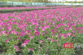 湖北江陵大力发展“花经济”，400种鲜花为国庆节日添彩图片
