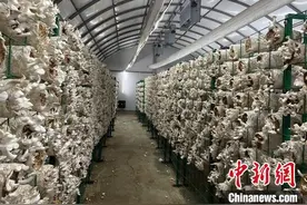 （乡村行·看振兴）江西南昌：科技赋能 探索强村富民新模式图片