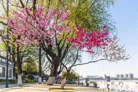 一树三色，南京玄武湖桃花也有“三折叠”图片