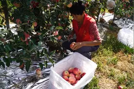 早熟苹果抢“鲜”上市图片