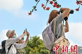 广州木棉花盛放吸引市民图片