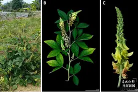 在滇科研人员发现2个植物新种图片