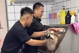 训犬师揭秘行业乱象：“交2000元不培训可拿证，有人以训狗名义虐狗”丨封面深镜图片