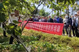 广元苍溪：国际农发基金项目助力特色产业高质量发展图片
