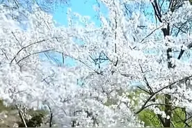 三月梨雪，素韵华章图片