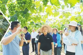 栽培轻简化 果业“轻装”跑——全国水果轻简高效生产工作推进会在烟召开图片