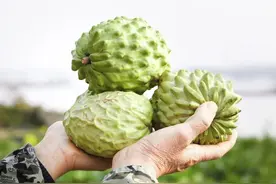 维C含量是苹果的近6倍，这种水果建议多吃图片