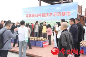 今日湖北|“洪湖莲藕·清甜可口”全国主流媒体走进洪湖莲藕品牌核心地活动举行图片