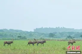湖北石首：成群麋鹿悠然觅食图片