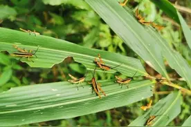 给竹林带来“灭顶之灾”！中国森林第二大害虫：黄脊竹蝗图片