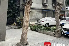 成都一小区多棵大树被砍成树桩引热议 官方回应：系2021年修枝排危砍伐图片