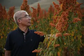 我的秋收故事｜让藜麦的味道走进千家万户图片