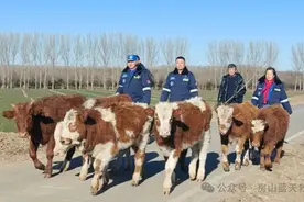 北京房山蓝天救援队化身“放牛娃”，帮村民寻找走丢牛群图片