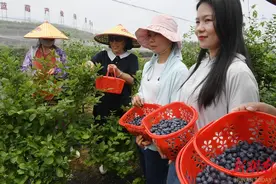 “致富”蓝莓采摘忙图片